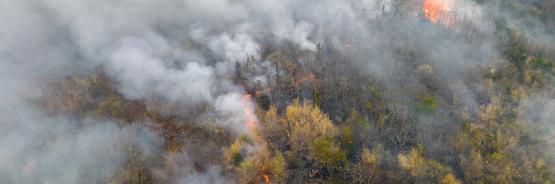 Forest burning