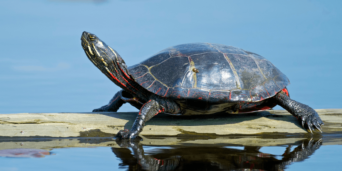 Eastern Painted Turtle on floating log