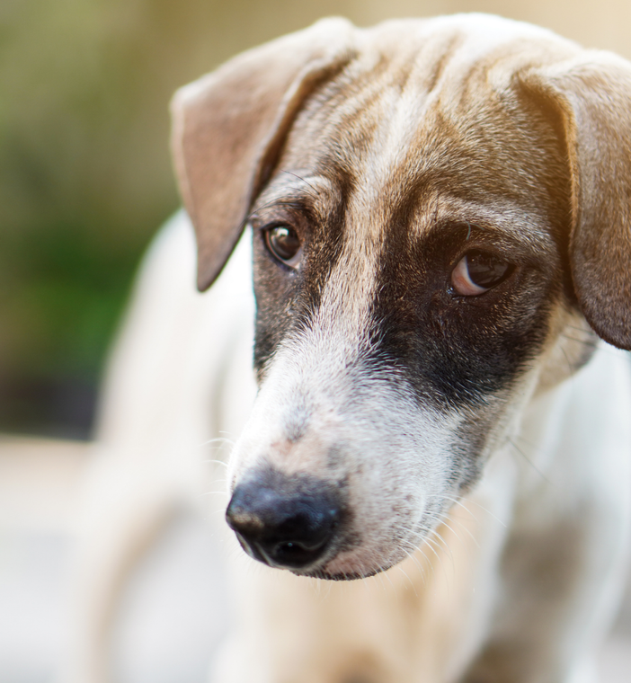 Sad looking dog