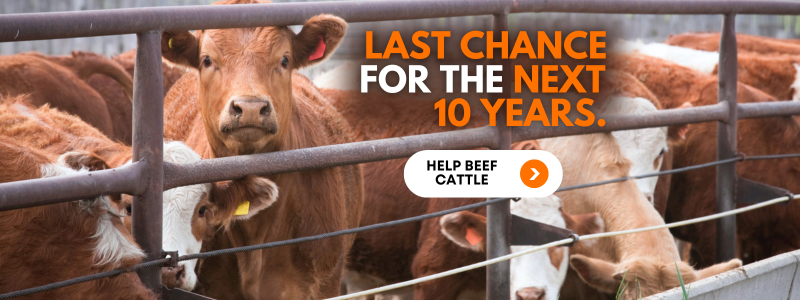 Photo of cows with the captions "Last Chance for the Next 10 Years" and "Help Beef Cattle"