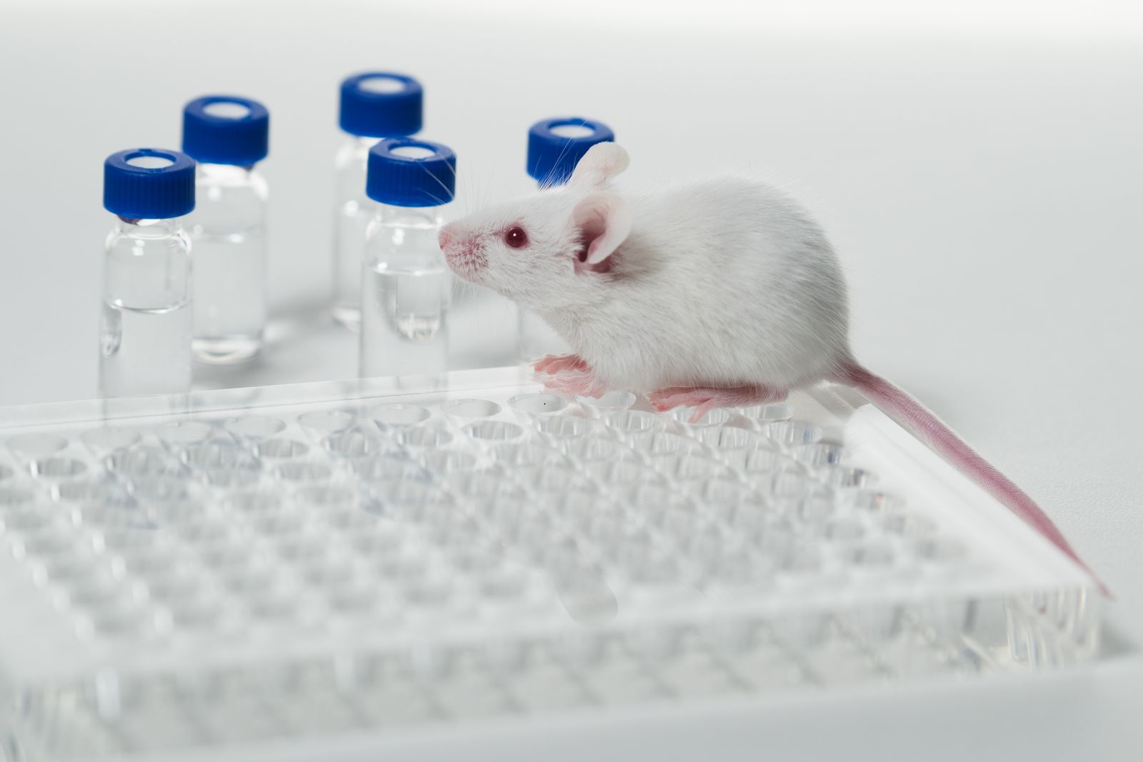 Animal Use in Toxicity Testing to End - Humane Canada