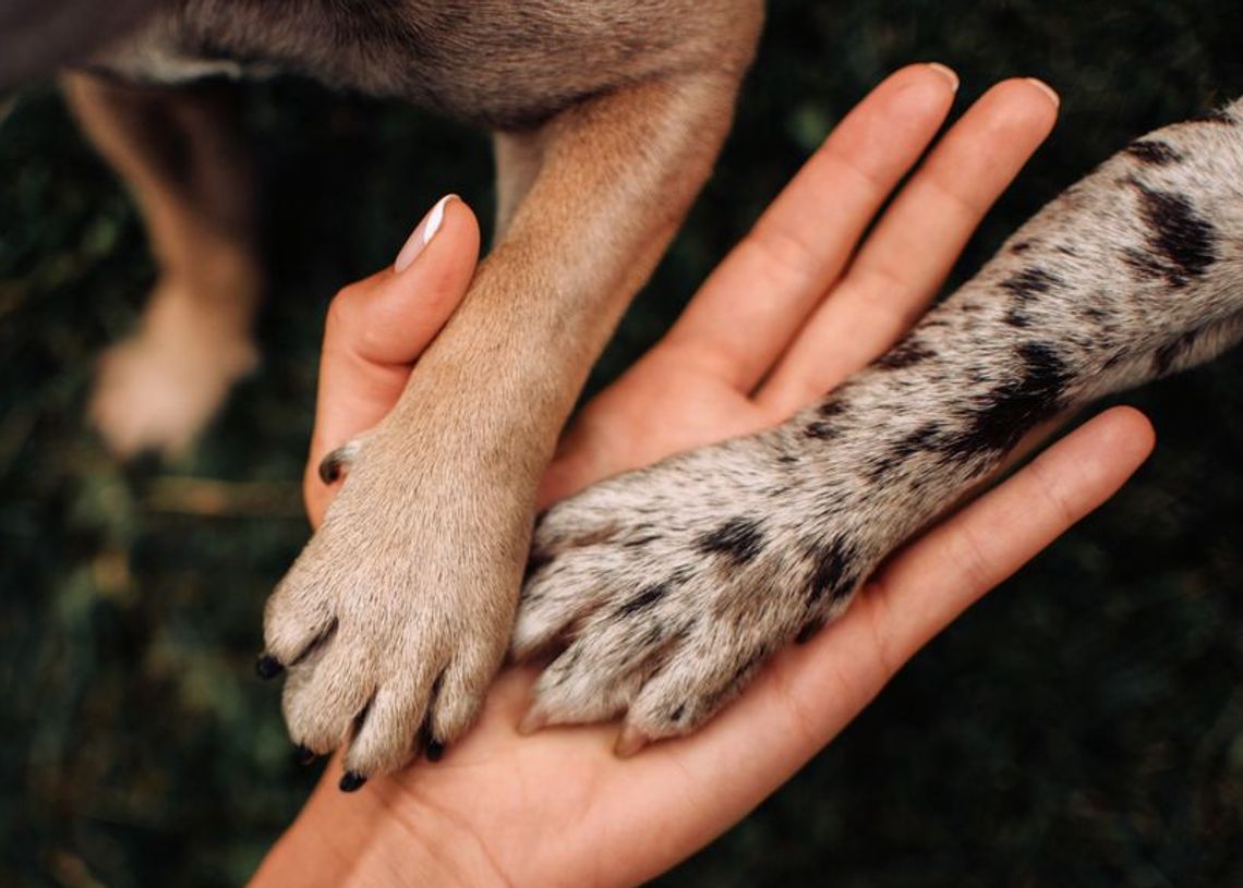 two dog paws on human hand
