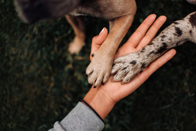 two dog paws on human hand