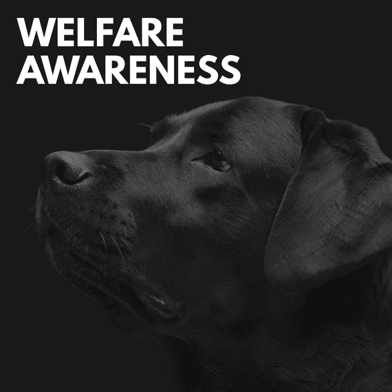 Black lab looking up at text "Welfare Awareness"