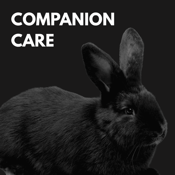 Black Rabbit under text "Companion Care"