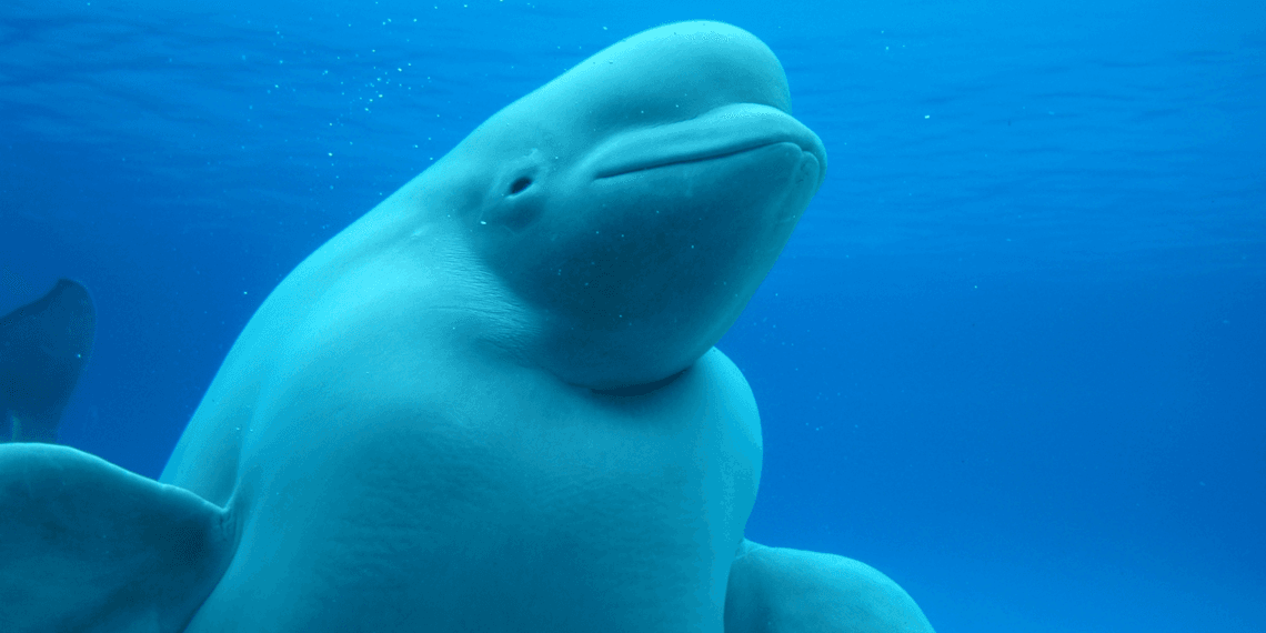 Beluga facing forward