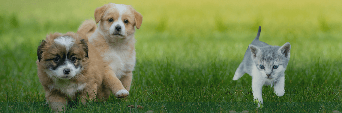 Kittens and puppies running on grass
