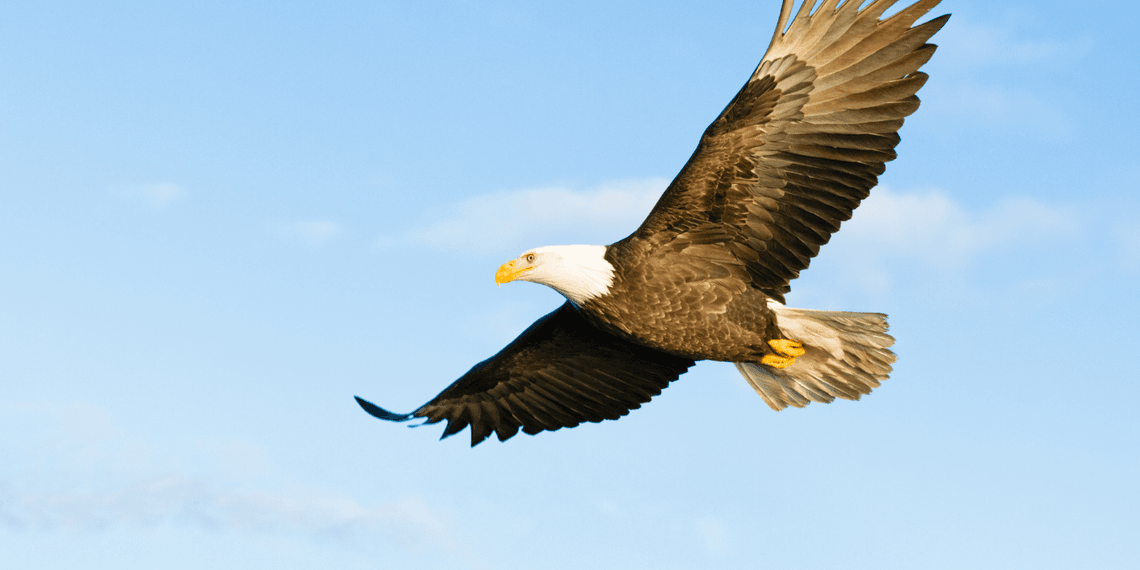 Bald Eagle Flying