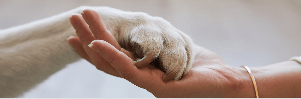 White dog paw is placed in a human's hand
