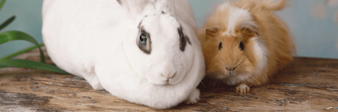 Rabbit and guinea pig sitting beside each other