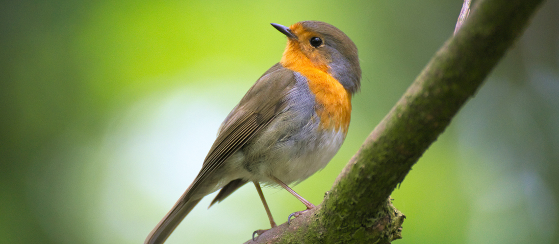Beautiful grey and orange bird on branch