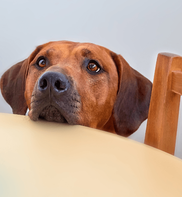Dog looking over the table