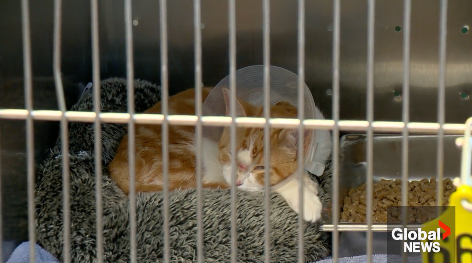 Calgary pet rescue concerned by rate of animal abandonment across the