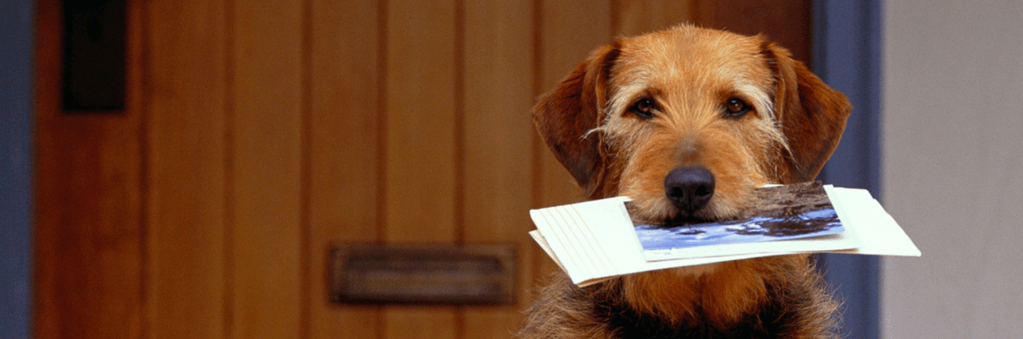 Dog with mail in mouth