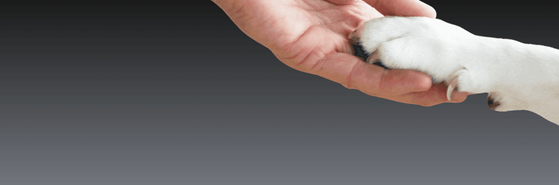 Paw in hand