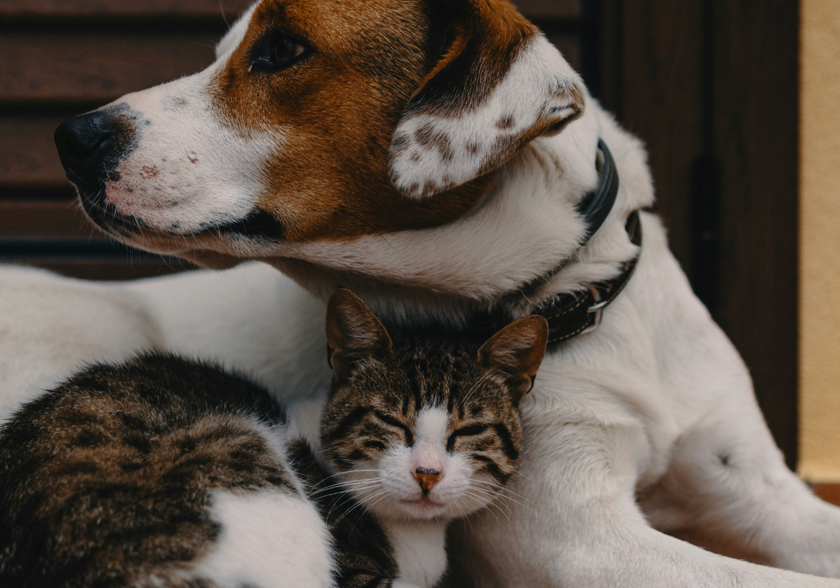 Man charged with abandoning dog in floodwaters as Florida residents