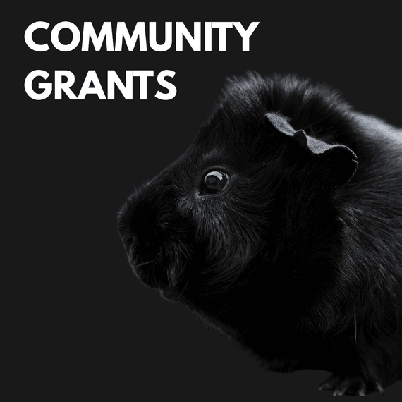 Black guinea pig looking at text "Community Grants"
