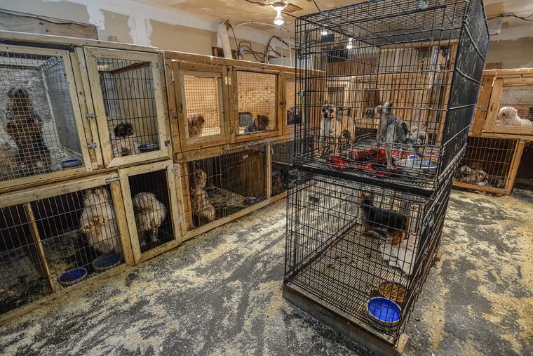 Cages filled with dogs inside a small room