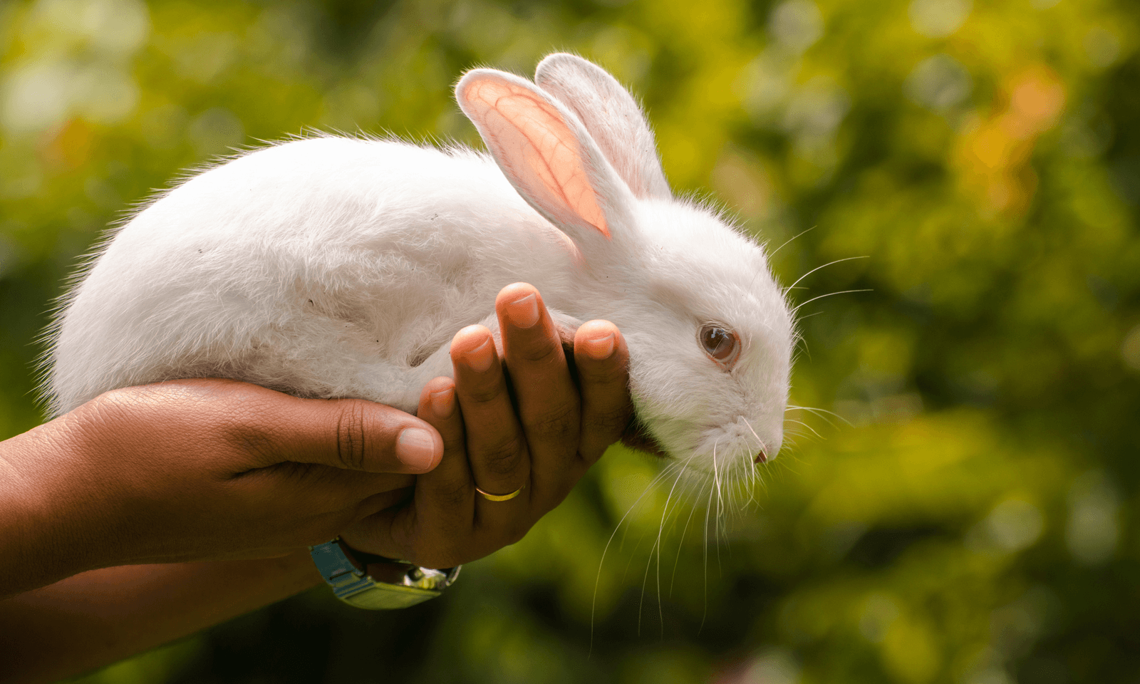 White rabbit in person's hands