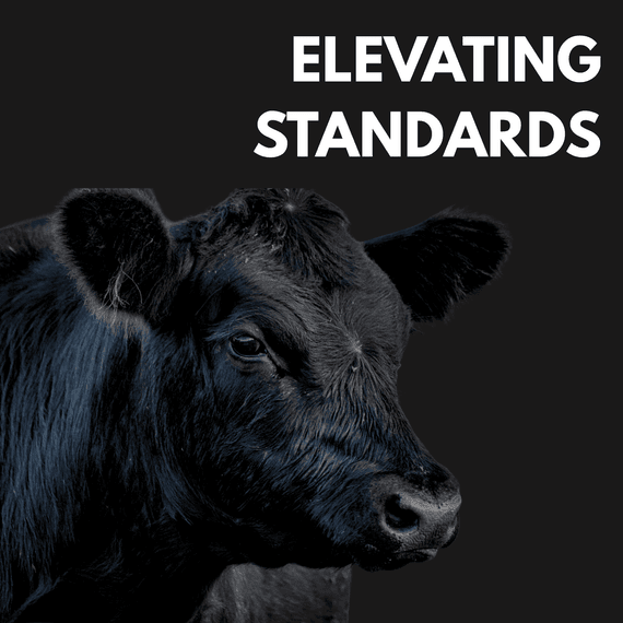 Black Cow's head under text "Elevating Standards"