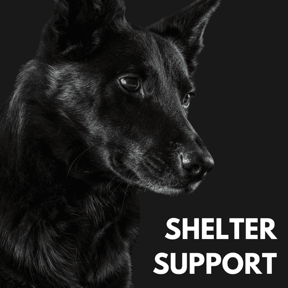 Black dog looking down at text "Shelter Support"