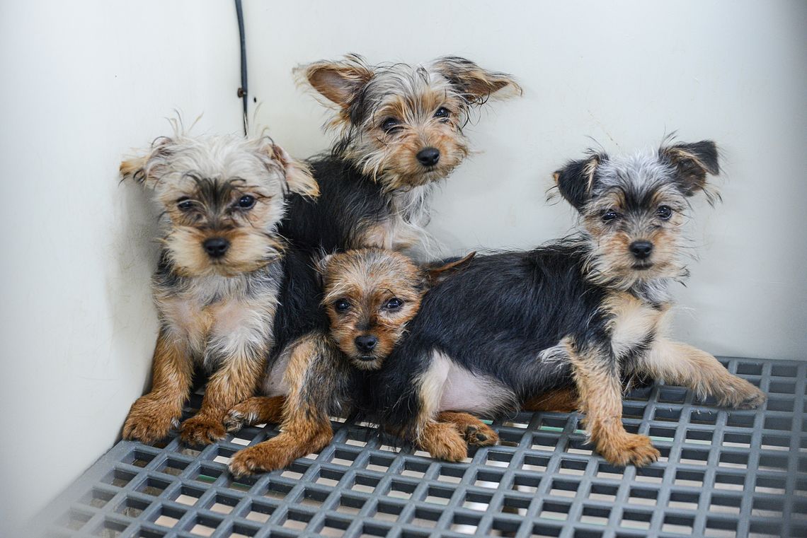 Four puppies huddled in a cage at a puppy mill