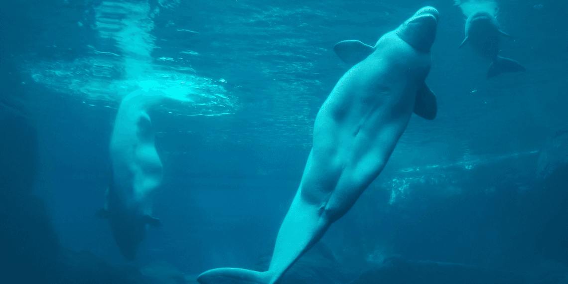 Belugas swimming