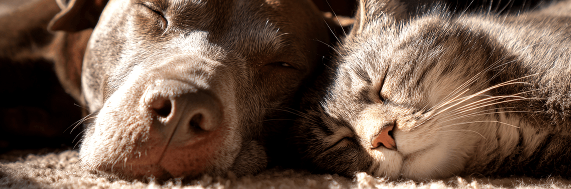 Dog sleeping beside cat