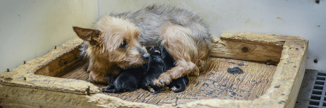 A puppy mill mother with her litter.