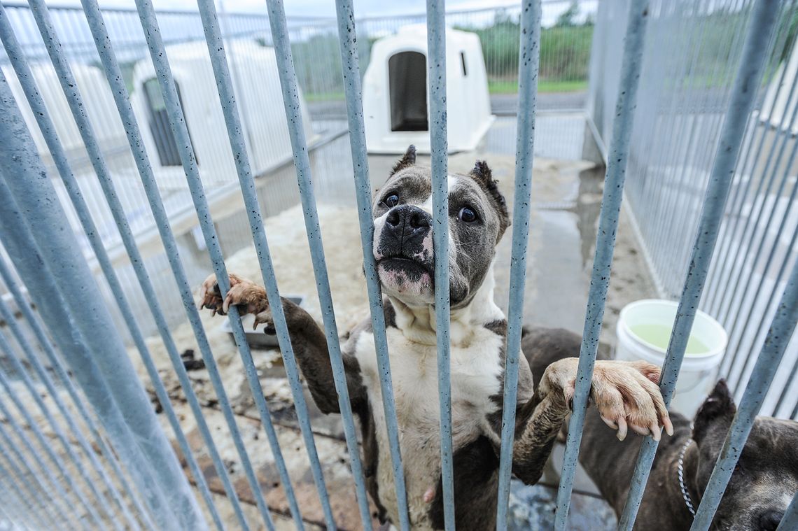 Large dog at the door of a dirty cage