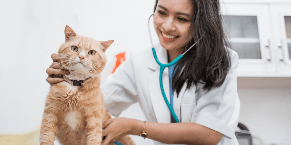Vet looking at orange cat