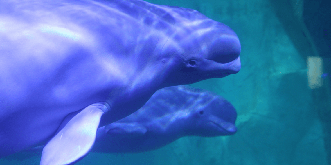 Two beluga whales swimming