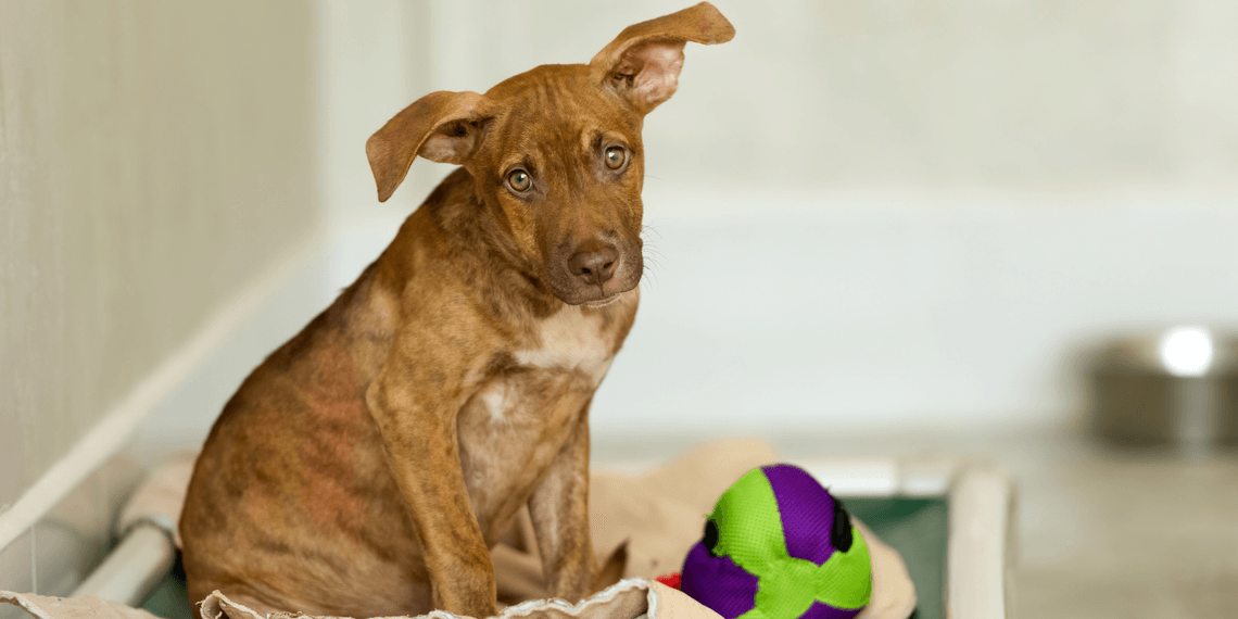 Puppy sitting on bed with toy beside