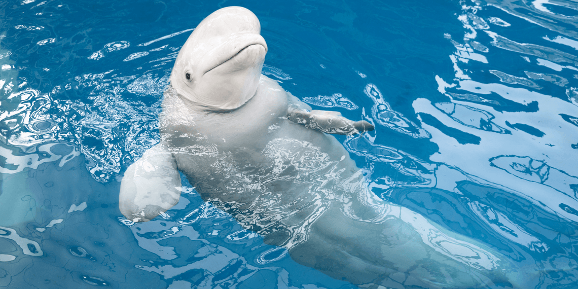 Beluga swimming on her back