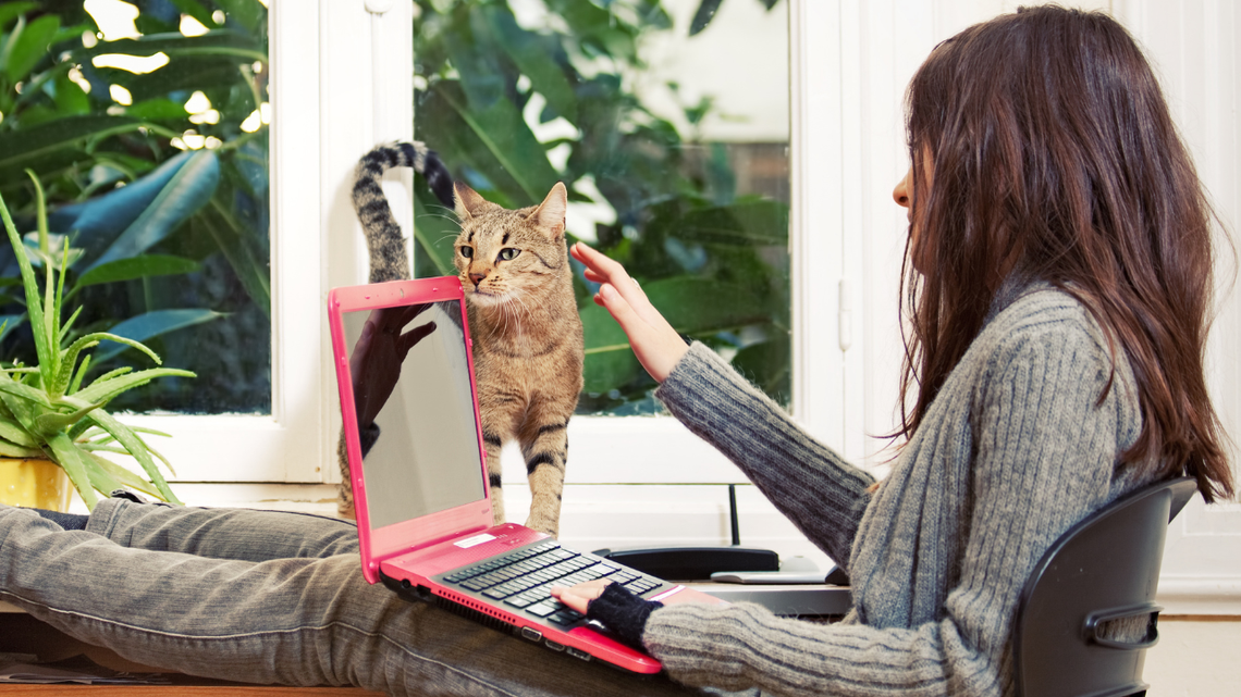 Teenager on laptop reaching out to pet cat