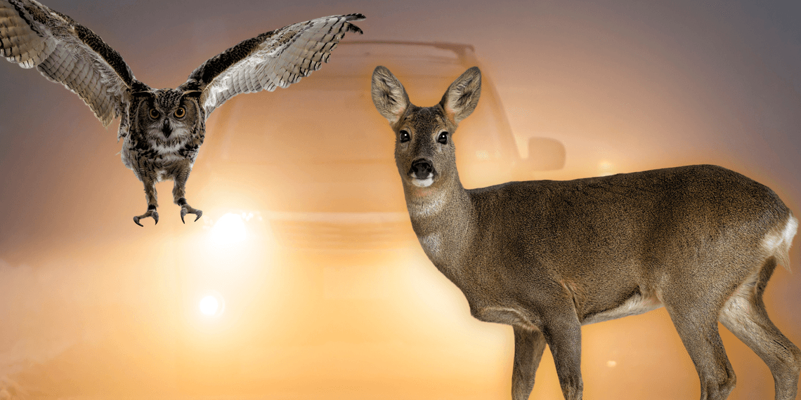 Deer and owl in front of car headlights