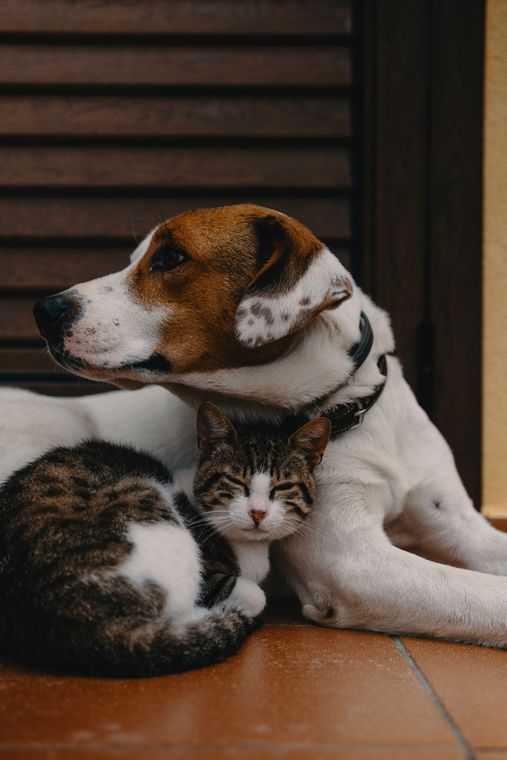 Cat and dog lying together