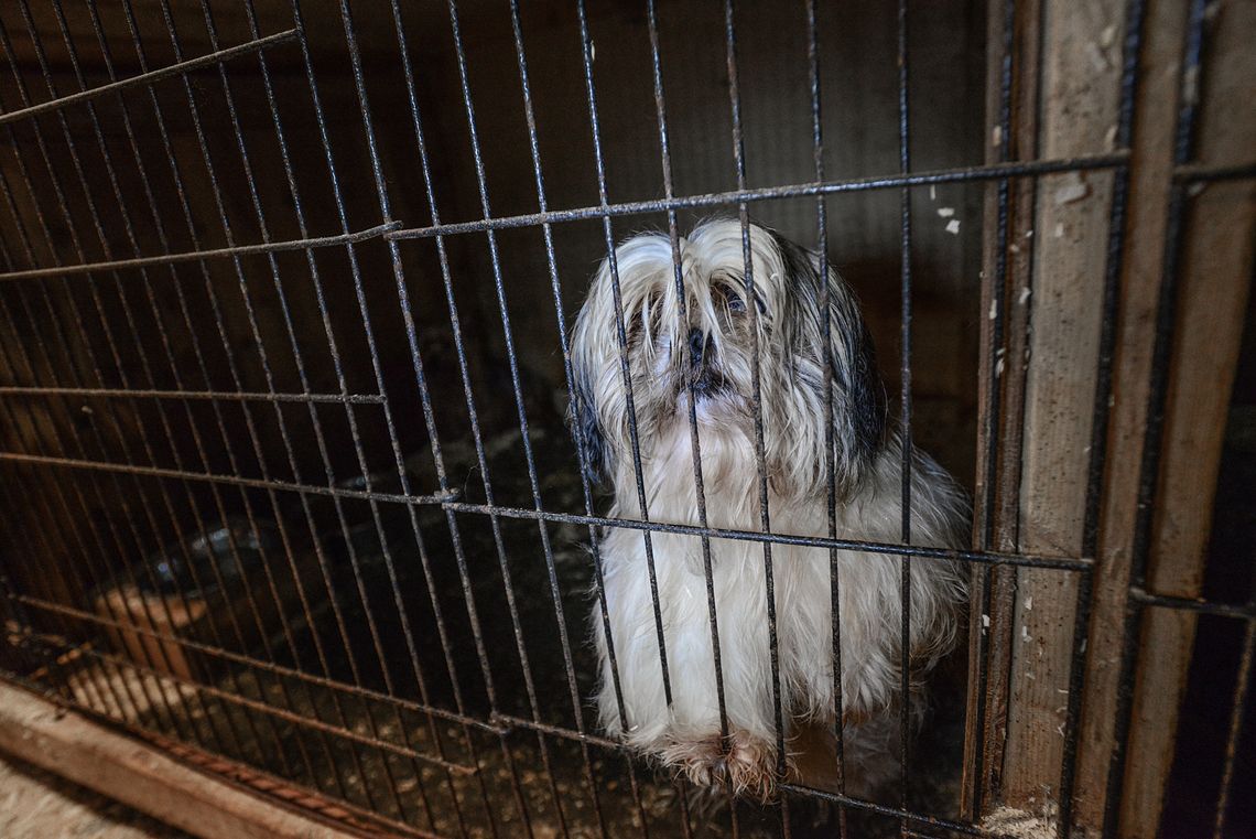 Small white dog in a dirty, dark cage at a puppy Mill