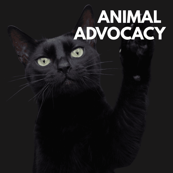Black cat with green eyes, pawing at text "Animal Advocacy"